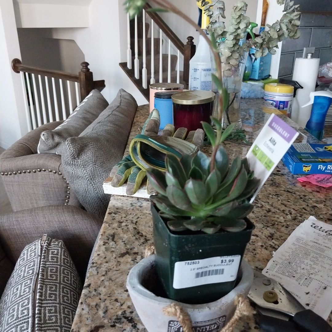 Photo of the plant species Alita by @ReliableLilac named Alita Echeveria on Greg, the plant care app