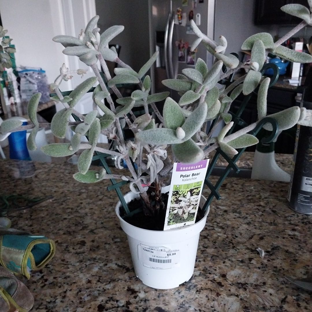 Photo of the plant species Kalanchoe 'Polar Bear' by @ReliableLilac named Polar Bear on Greg, the plant care app
