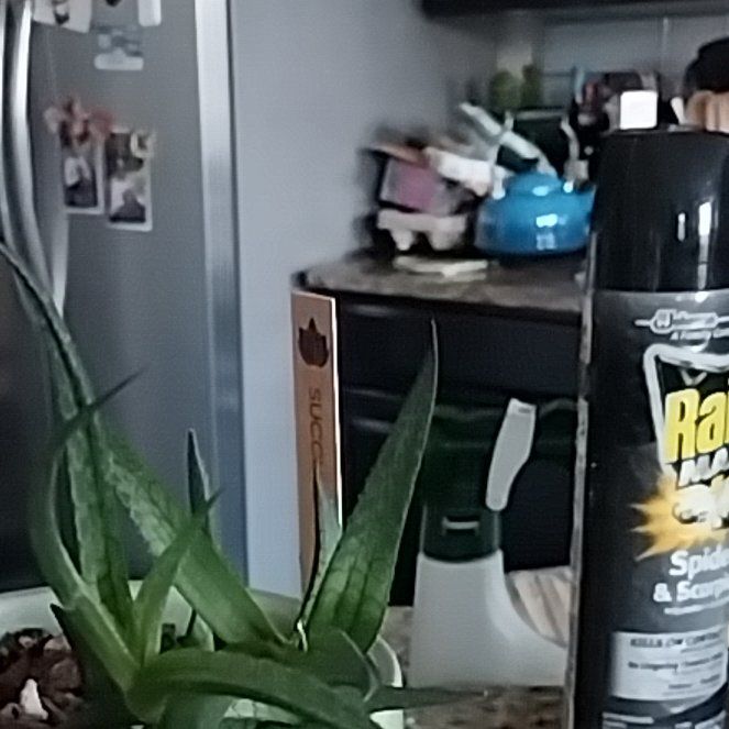 Photo of the plant species Haworthia mutica by @ReliableLilac named Haworthia Mutuca on Greg, the plant care app
