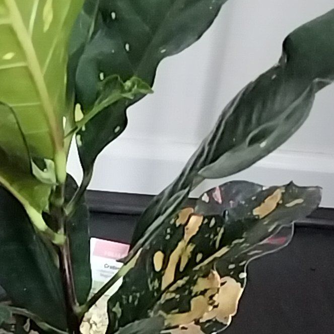 Photo of the plant species Magnificent Croton by @ReliableLilac named Green-Yellow-Red Speckles on Greg, the plant care app