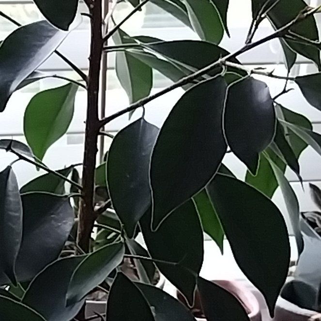 Photo of the plant species Ficus Moclame by @ReliableLilac named Ficus Bonsai in Chinese Pot on Greg, the plant care app