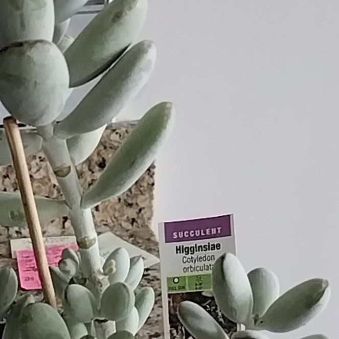 Photo of the plant species Pig's Ear by @ReliableLilac named Higginsiae Cotyledon Orbiculata on Greg, the plant care app