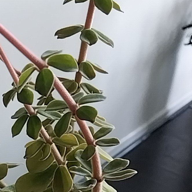 Photo of the plant species Peperomia 'Belly Button' by @ReliableLilac named Belly Button Peperomia on Greg, the plant care app
