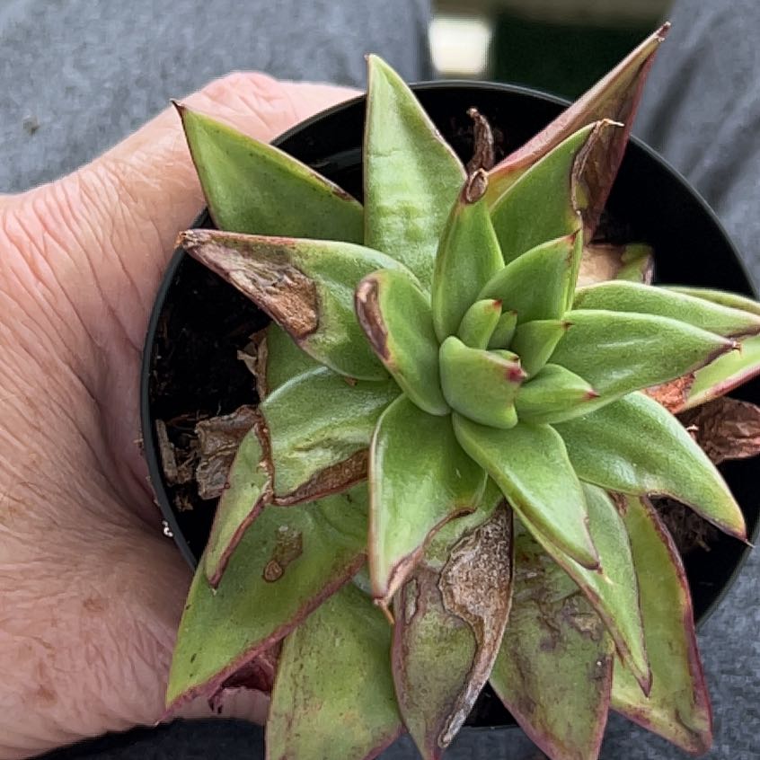 Bright Green Dudleya succulent with some browning at the leaf tips, held by a hand.
