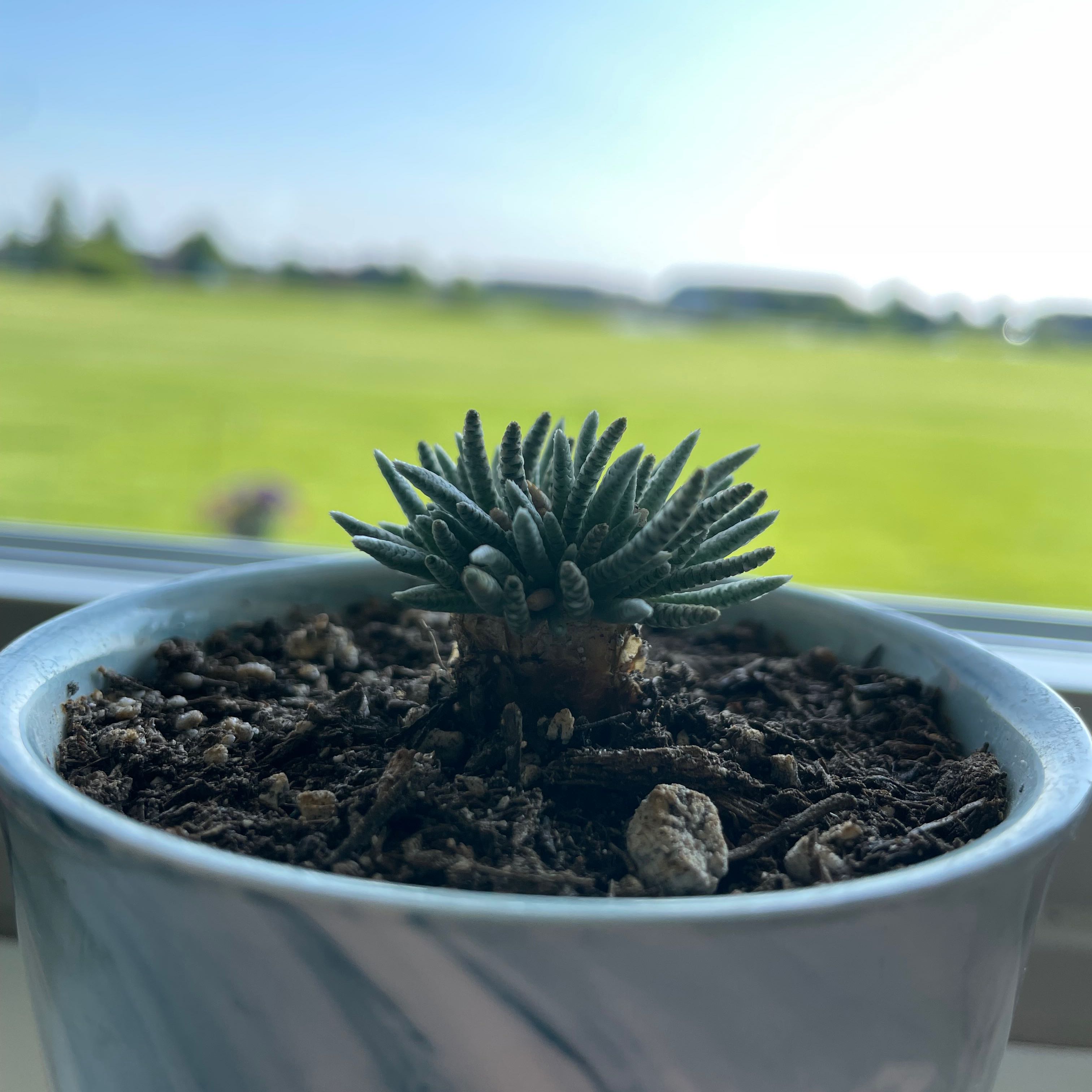 Photo of the plant species Avonia alstonii by @MedusaPlant named Medusa on Greg, the plant care app