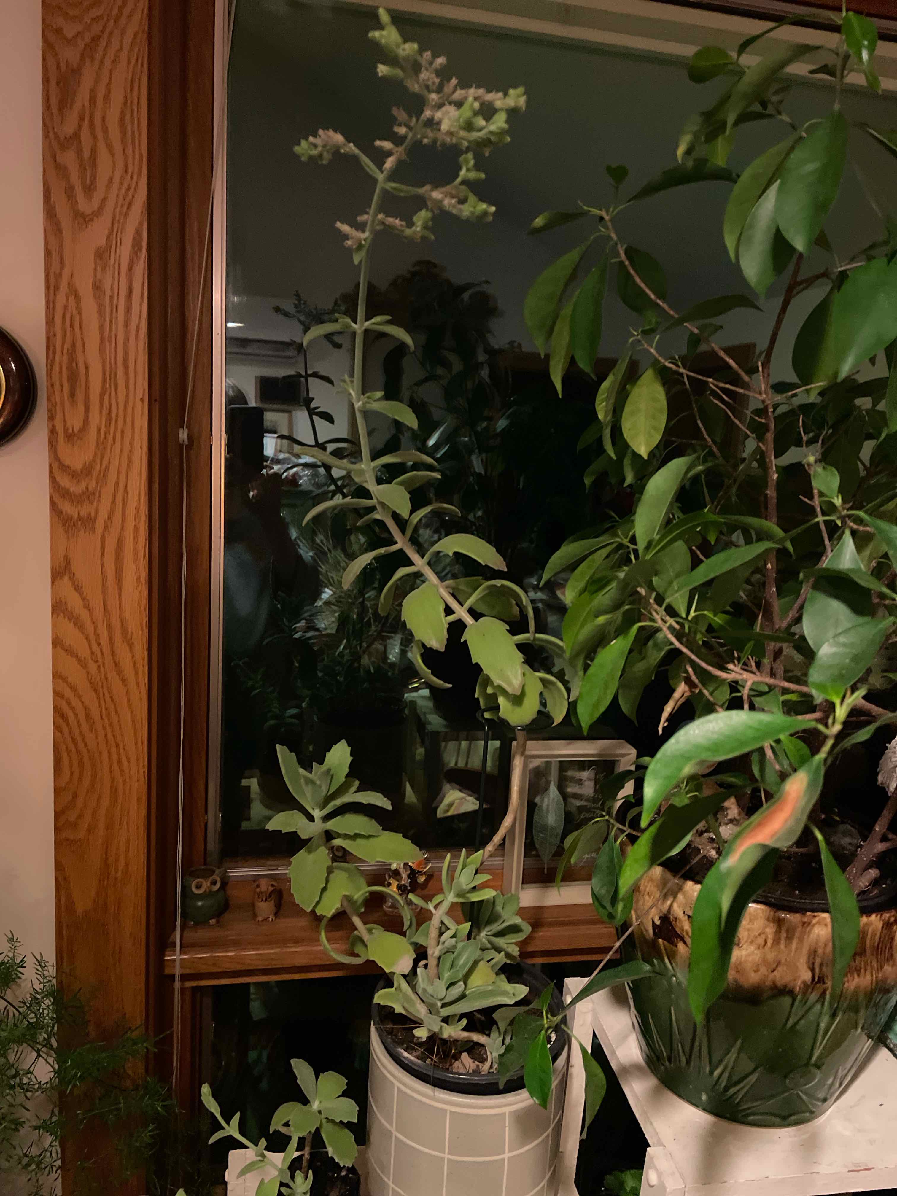 Photo of the plant species Variety Succulents by @SportyWhiskfern named Fernie Mercury on Greg, the plant care app