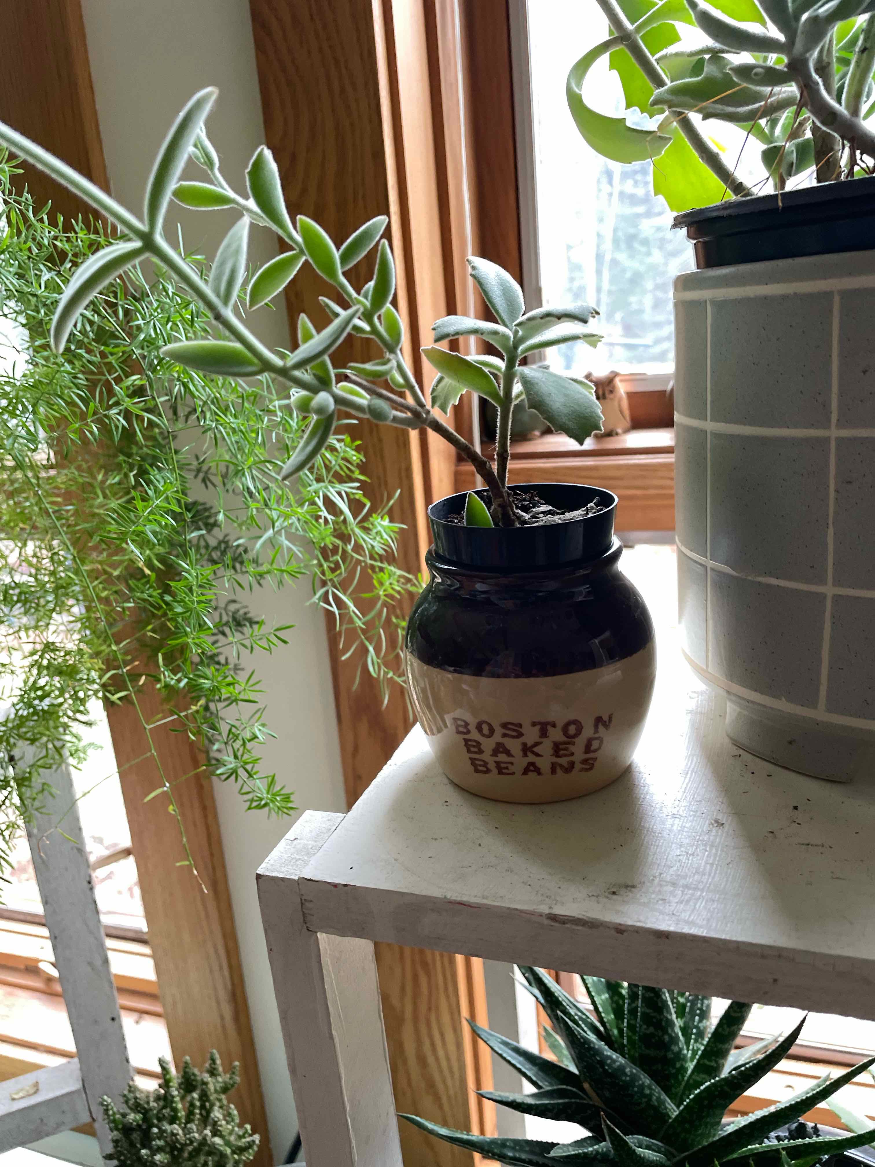 Photo of the plant species Variety Succulents by @SportyWhiskfern named Gates on Greg, the plant care app