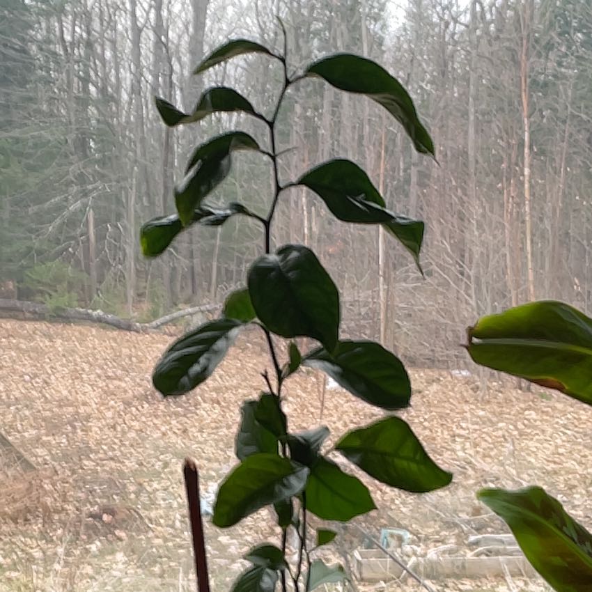 Photo of the plant species lemon tree by @SportyWhiskfern named Luna on Greg, the plant care app