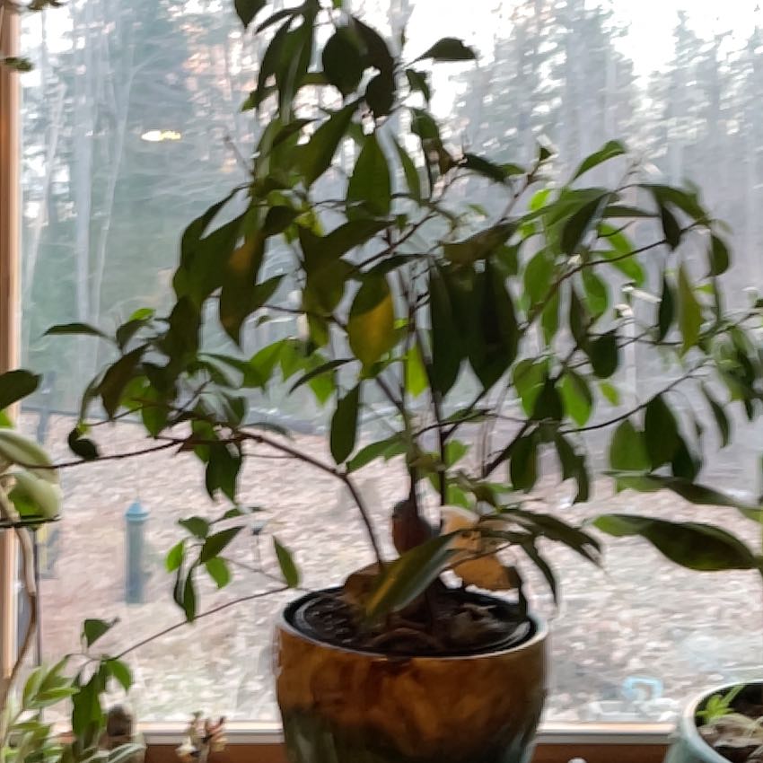 Photo of the plant species Ficus Bonsai by @SportyWhiskfern named Surya on Greg, the plant care app