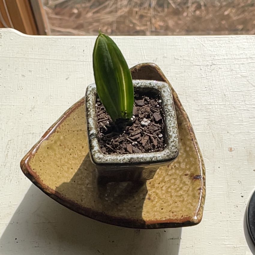 Photo of the plant species Sansevieria Silver Flame by @SportyWhiskfern named Sonora on Greg, the plant care app