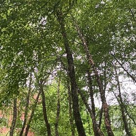 Photo of the plant species Common Pear by @SportyWhiskfern named Muhammad Ali on Greg, the plant care app