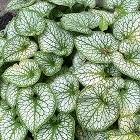 Photo of the plant species Brunnera Macrophylla by @SportyWhiskfern named Sir Plancelot on Greg, the plant care app