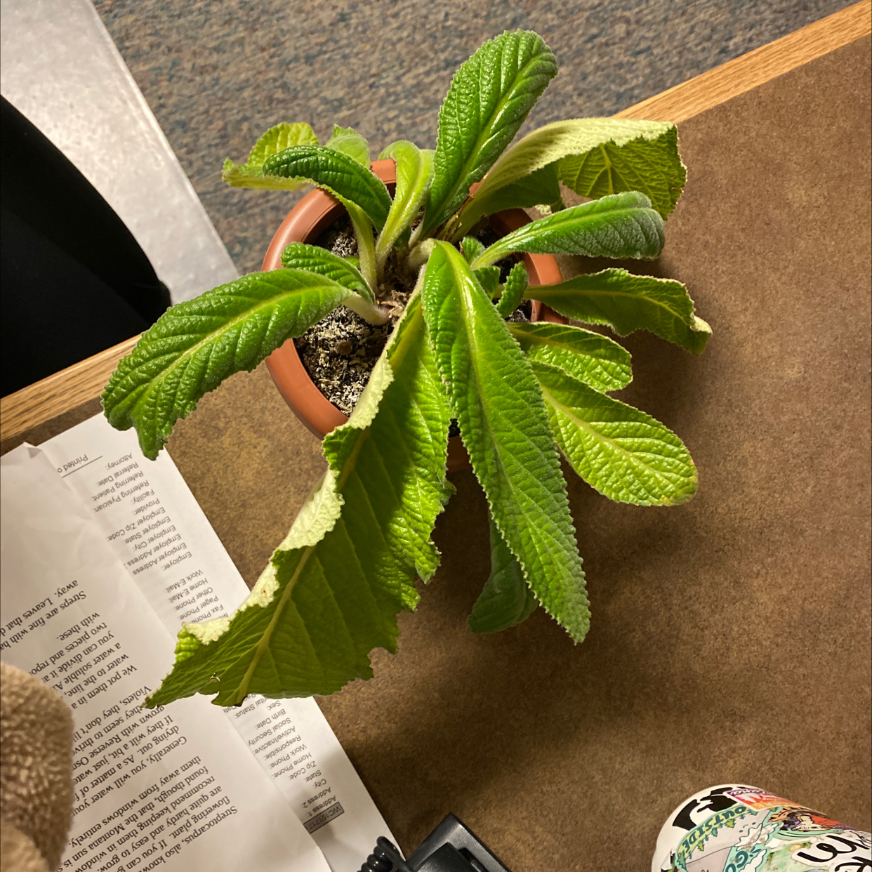 Cape Primrose plant with green leaves in a pot on a table.