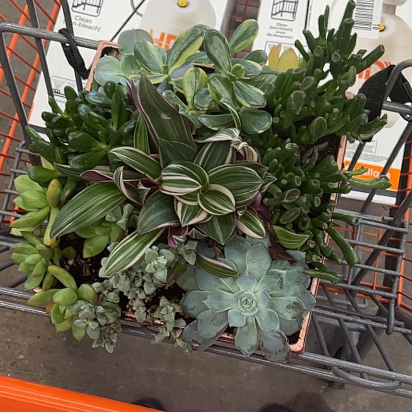 Photo of the plant species succulent by @SteadfastRye named Queen on Greg, the plant care app