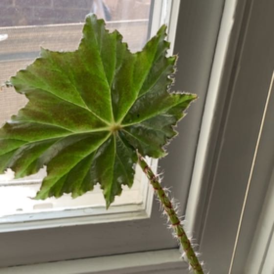 Photo of the plant species Immense Begonia by @FreeHawkswing named Marley on Greg, the plant care app