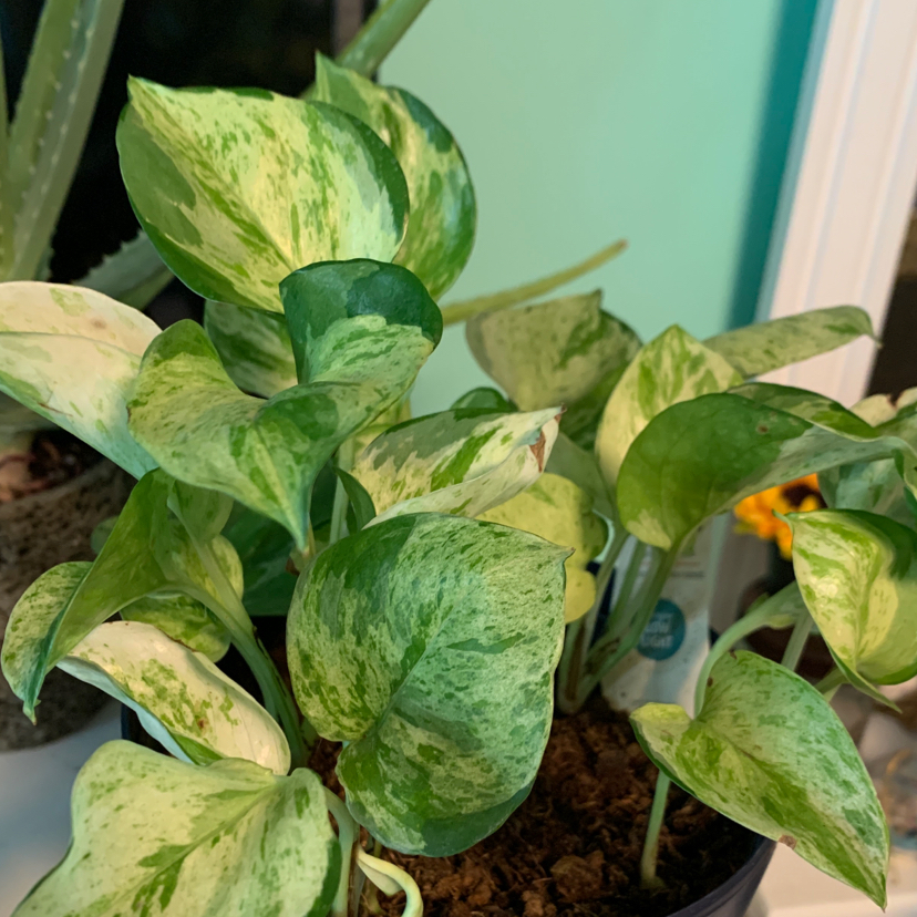 Manjula Pothos plant with variegated green and white leaves in a pot, soil visible.