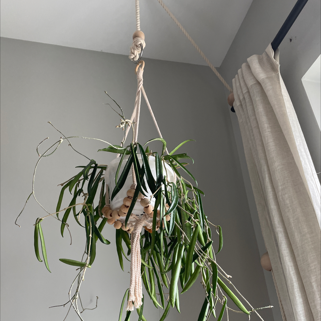 Hoya shepherdii plant in a white hanging pot with some yellowing and browning leaves.