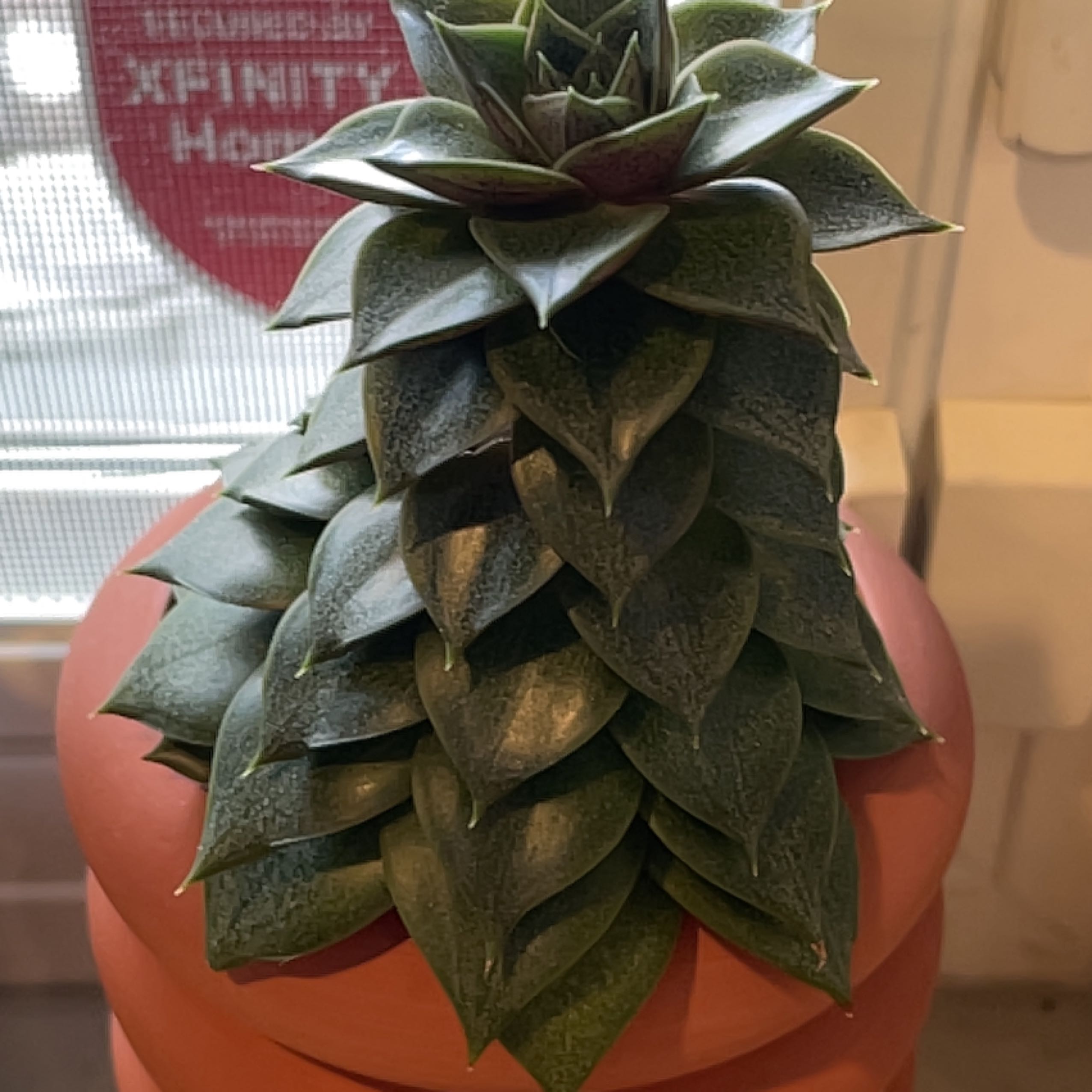 Photo of the plant species Urbinia by @FreeAposeris named Bruce Lee on Greg, the plant care app