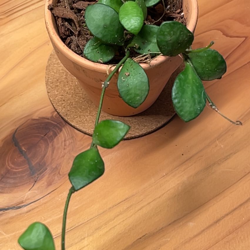 Photo of the plant species Hoya carmelae by @FreeAposeris named Carmilla Carmelae on Greg, the plant care app