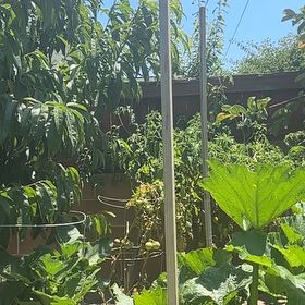 Plant care for Pig Vine on Greg, the plant care app