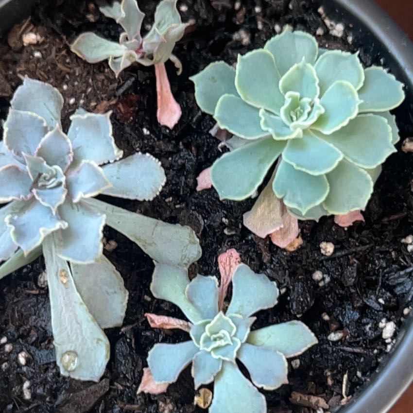 Photo of the plant species Echeveria Shaviana Pink Frills by @PoetCashew named Europa on Greg, the plant care app