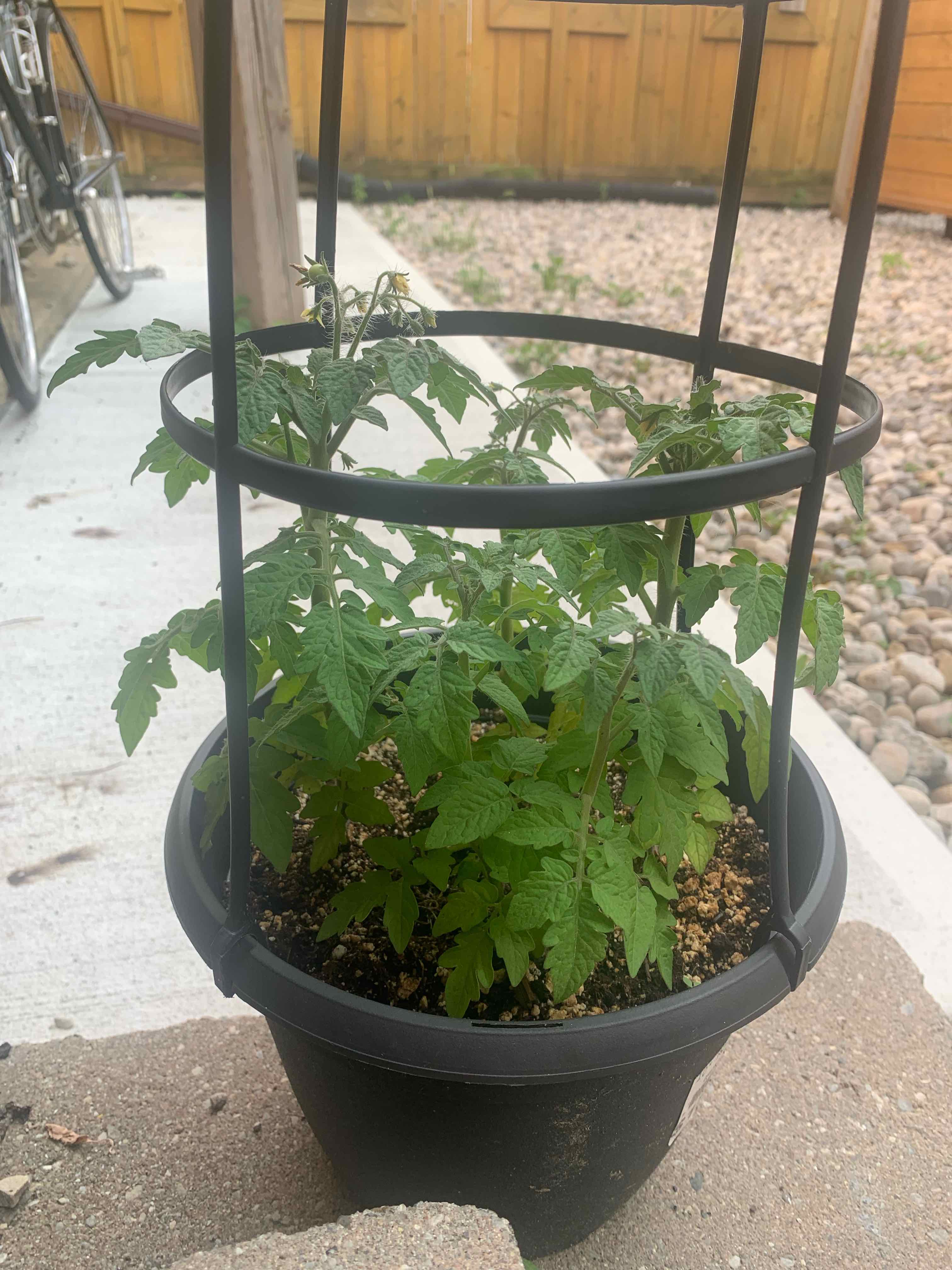 Photo of the plant species Tomato 'Tiny Tim' by @BeeDoesMagic named Michelle on Greg, the plant care app