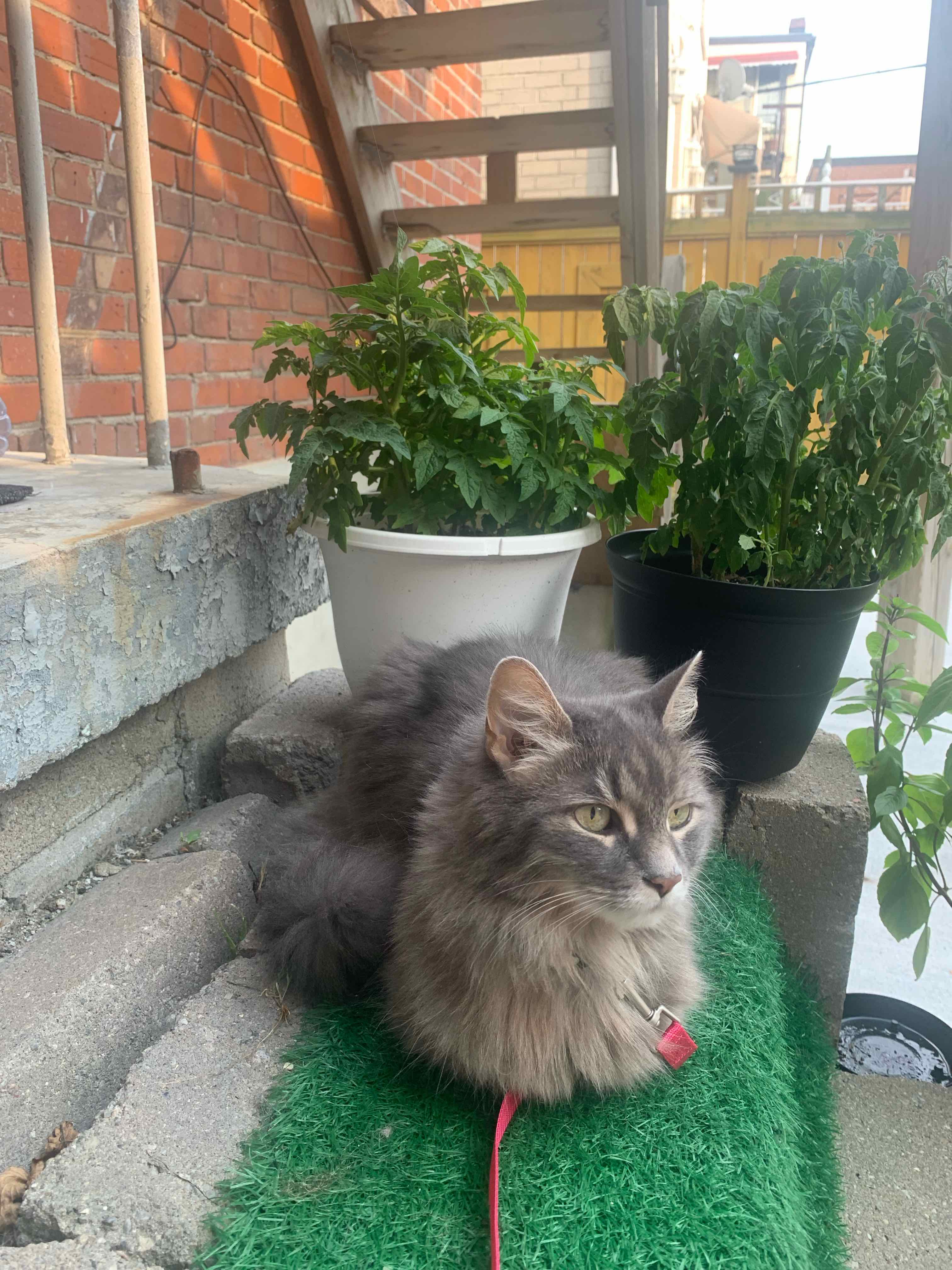 Photo of the plant species Tomato 'Tiny Tim' by @BeeDoesMagic named Margo on Greg, the plant care app