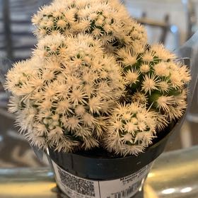 Photo of the plant species Arizona Snowcap Cactus by @PetiteRhubarb named LiloStitch on Greg, the plant care app