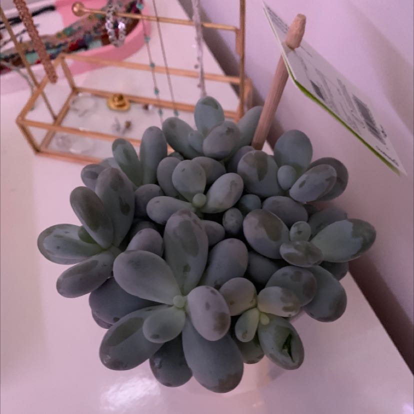 Healthy Pachyphytum Baby Finger succulent with plump leaves, jewelry stand in background.