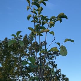 Photo of the plant species Chinese magnolia by @GivingTreeivy named Jennifer on Greg, the plant care app