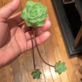 Photo of the plant species Graptoveria jadeita by @TirelessPeony named Rosa on Greg, the plant care app