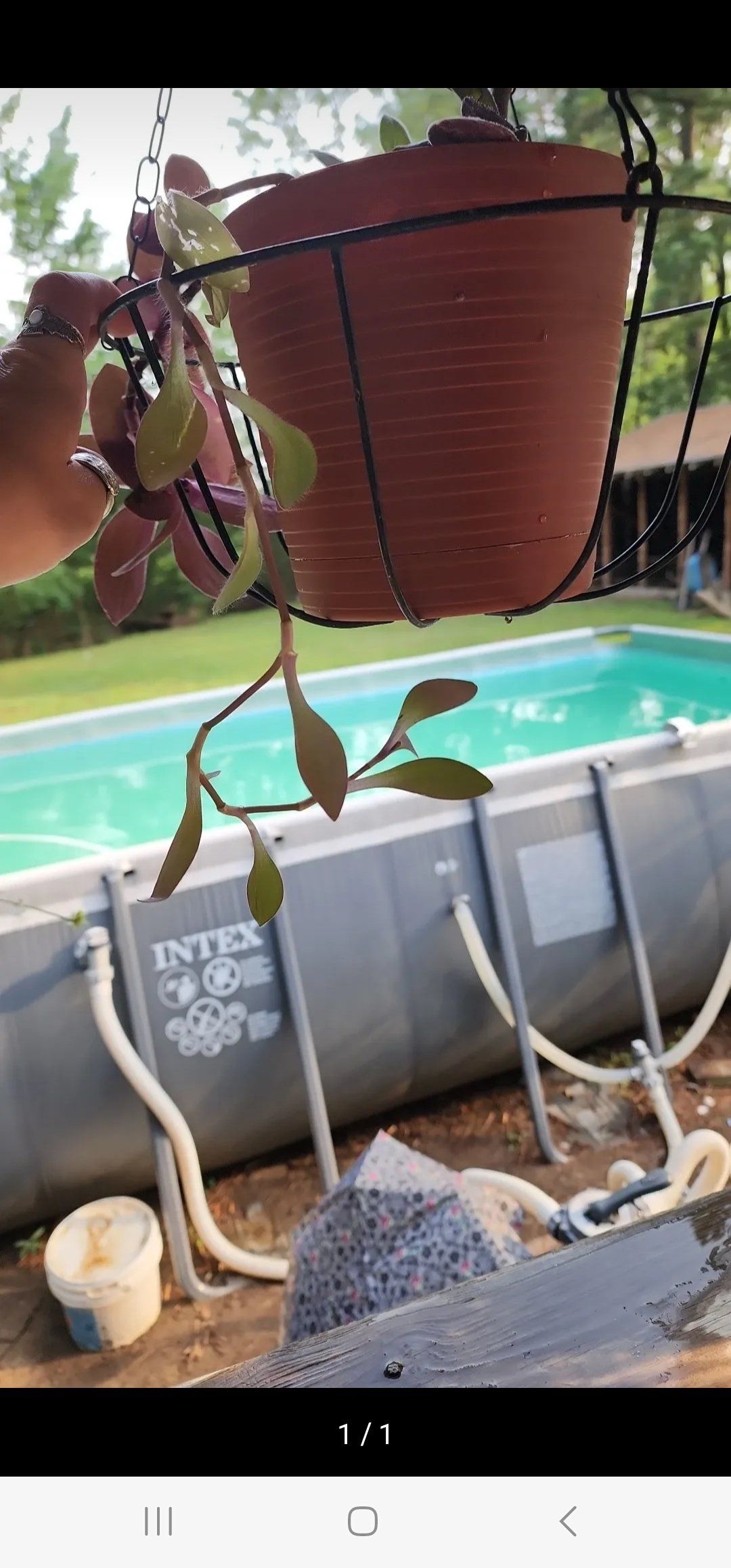 Hanging potted Wandering Dude 'Burgundy' plant with a pool in the background.