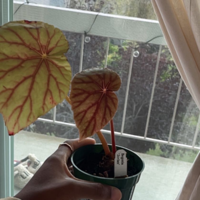 Photo of the plant species Begonia Jovian by @SteadyCanna named Athena on Greg, the plant care app