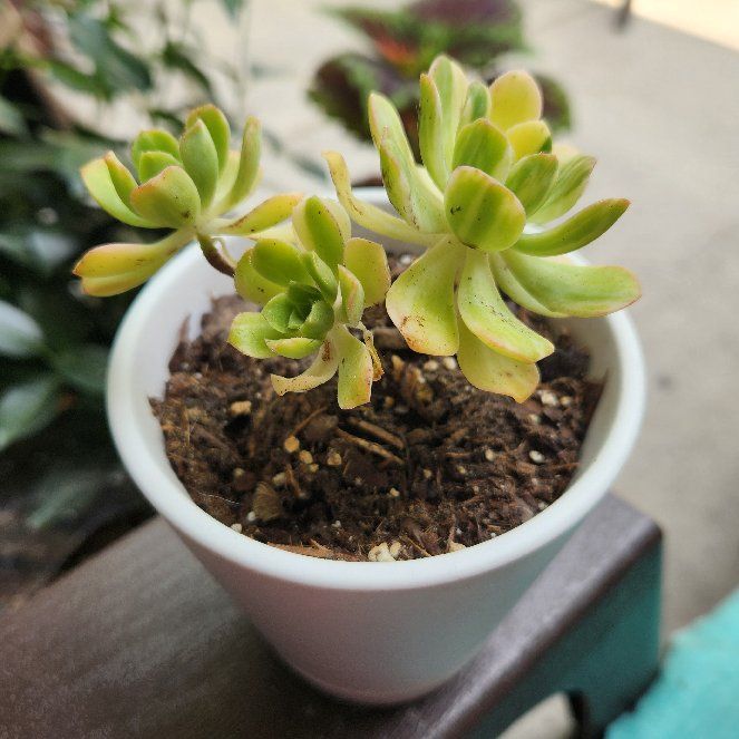 Photo of the plant species Dwarf Aeonium by @MaximalClusia named Hamilton on Greg, the plant care app