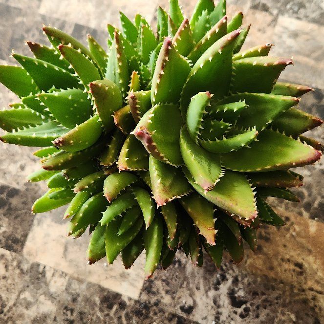 Photo of the plant species Variegated Aloe Nobilis by @MaximalClusia named Kendall on Greg, the plant care app