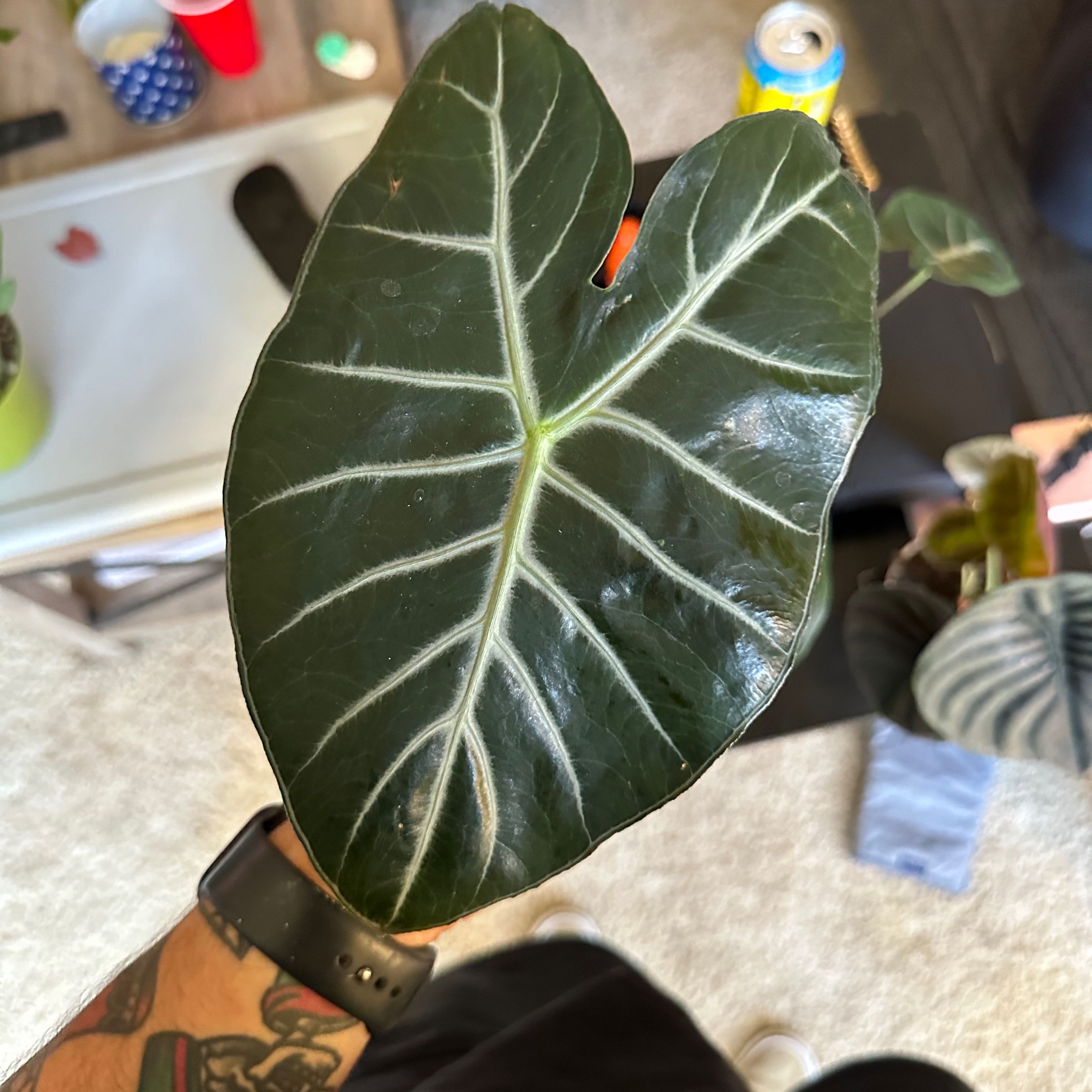 Photo of the plant species Alocasia 'Ebony' by @MarkedSoftcane named Elle on Greg, the plant care app