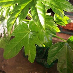 Fatsia Plant plant