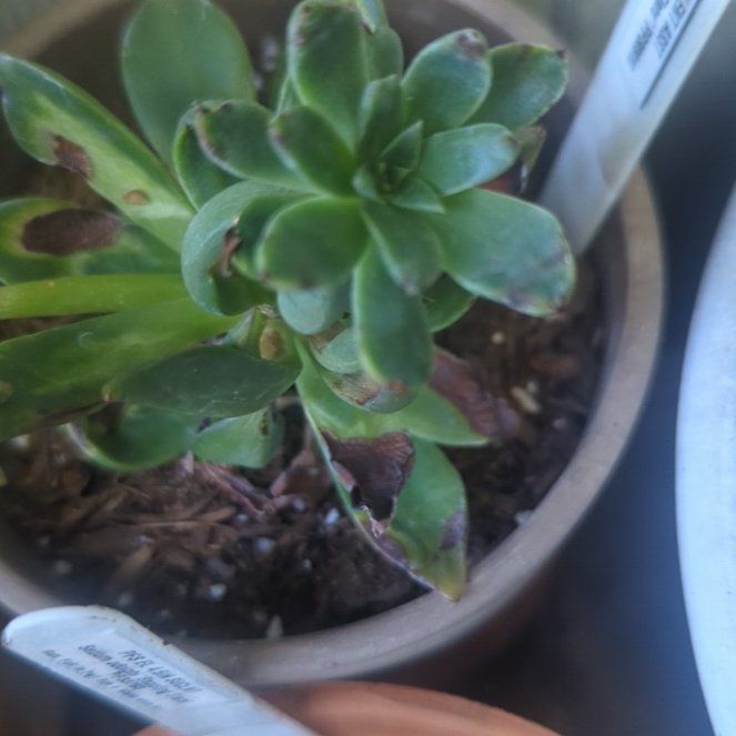 Photo of the plant species Solar Flare Graptosedum by @DistinctOmnom named Achilles on Greg, the plant care app