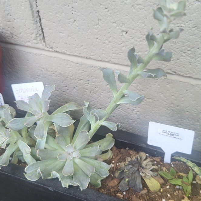 Photo of the plant species Echeveria 'Arabella' by @DistinctOmnom named Figyonce on Greg, the plant care app