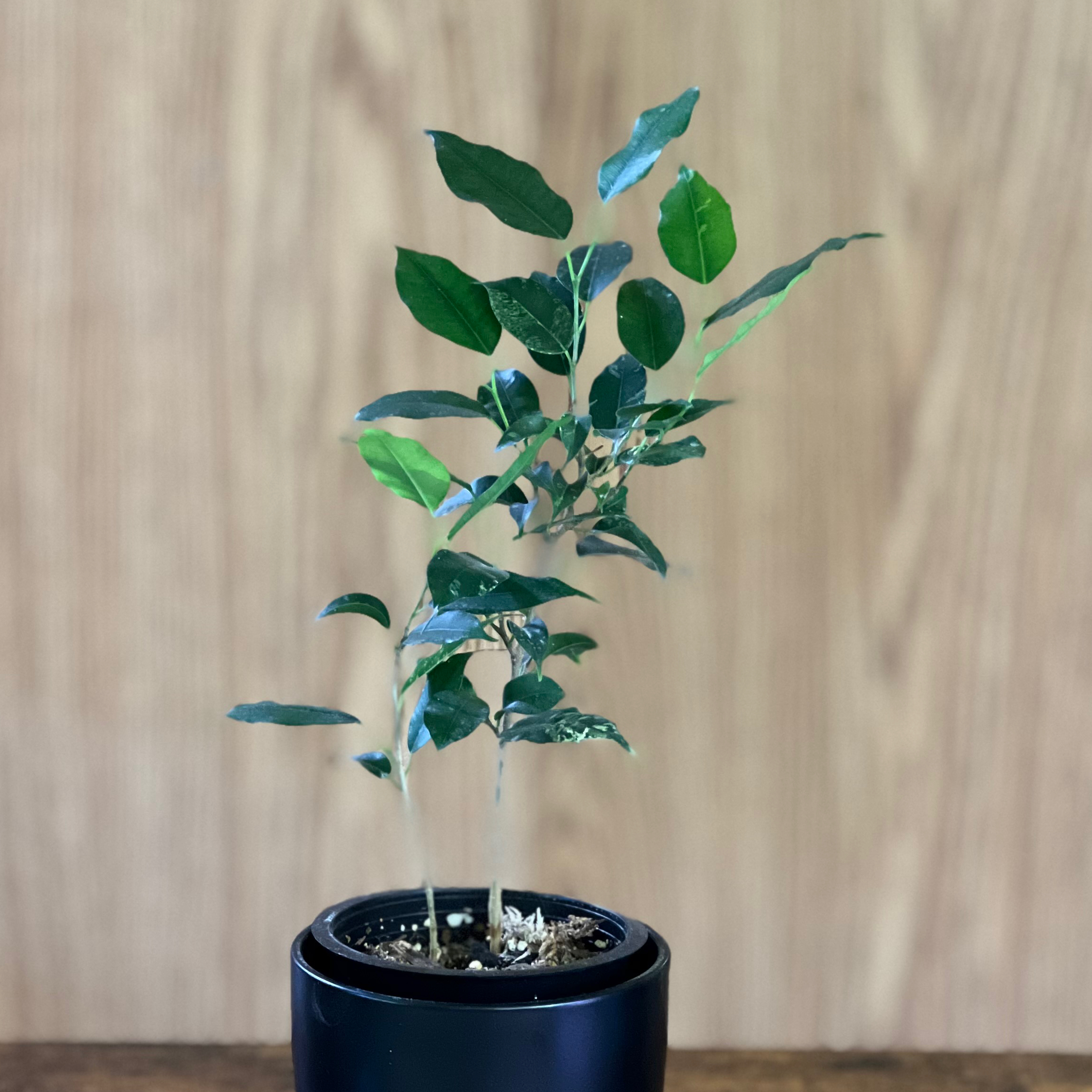 Photo of the plant species El Dorado Weeping Fig by @JinnysPlants named Ficus El Dorado on Greg, the plant care app