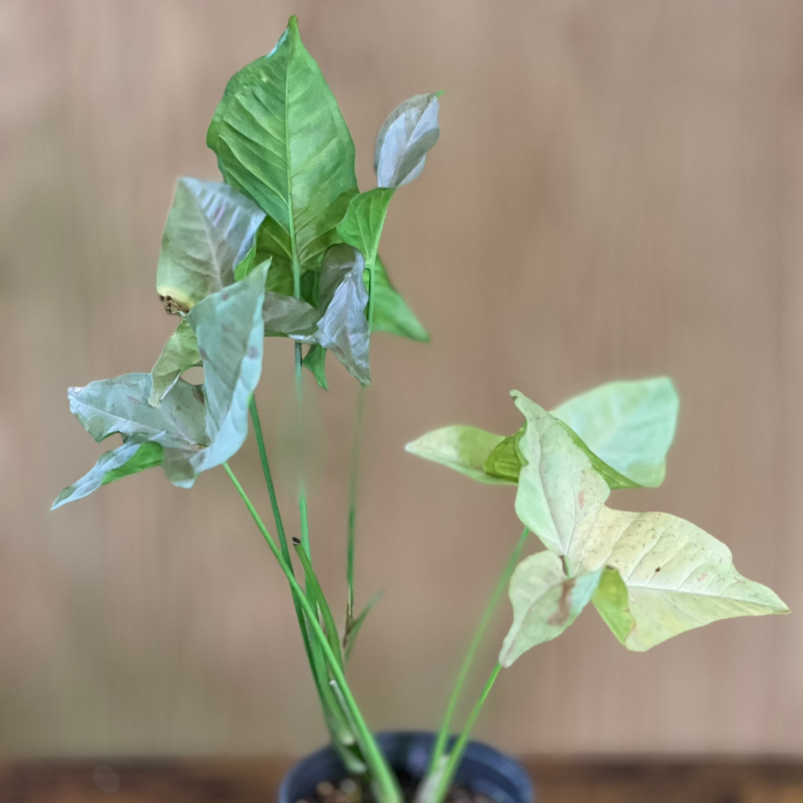 Syngonium 'Pink Spot' plant with yellowing and browning leaves in a pot.