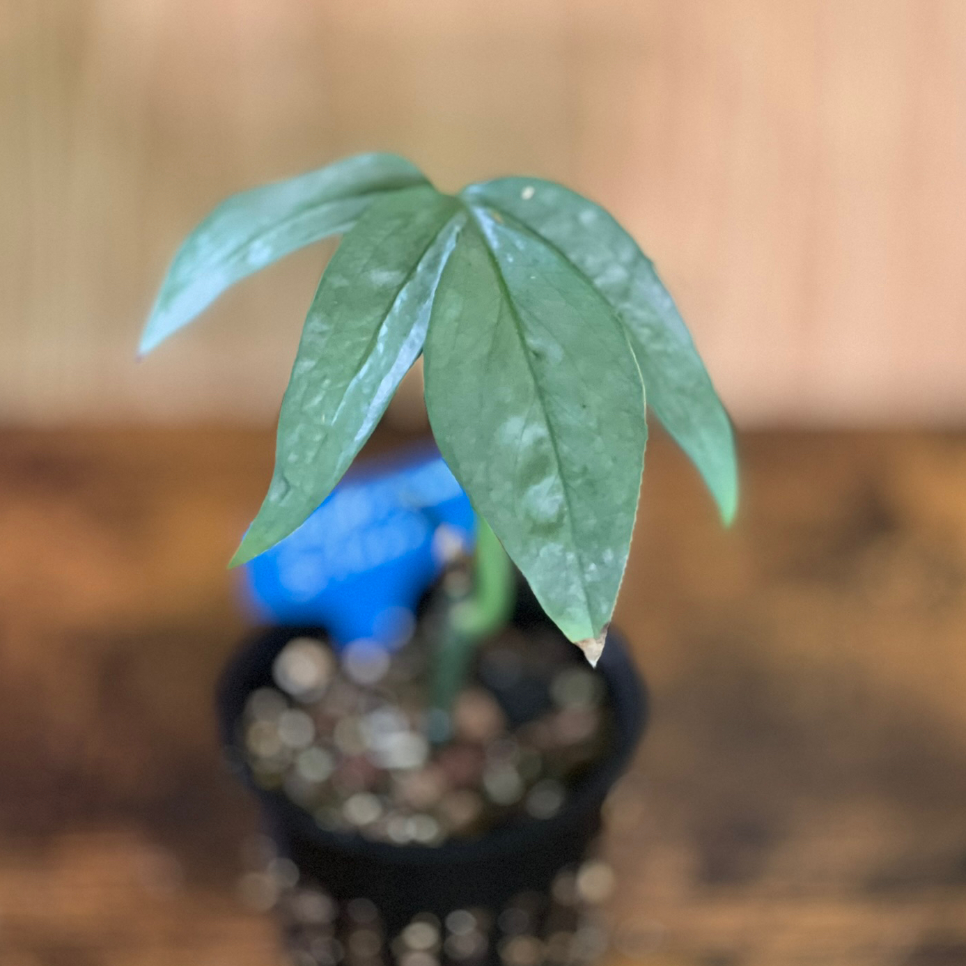 Potted Amydrium 'Spider Man' plant with green elongated leaves, well-focused and centered.