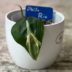 Philodendron 'Rio' plant