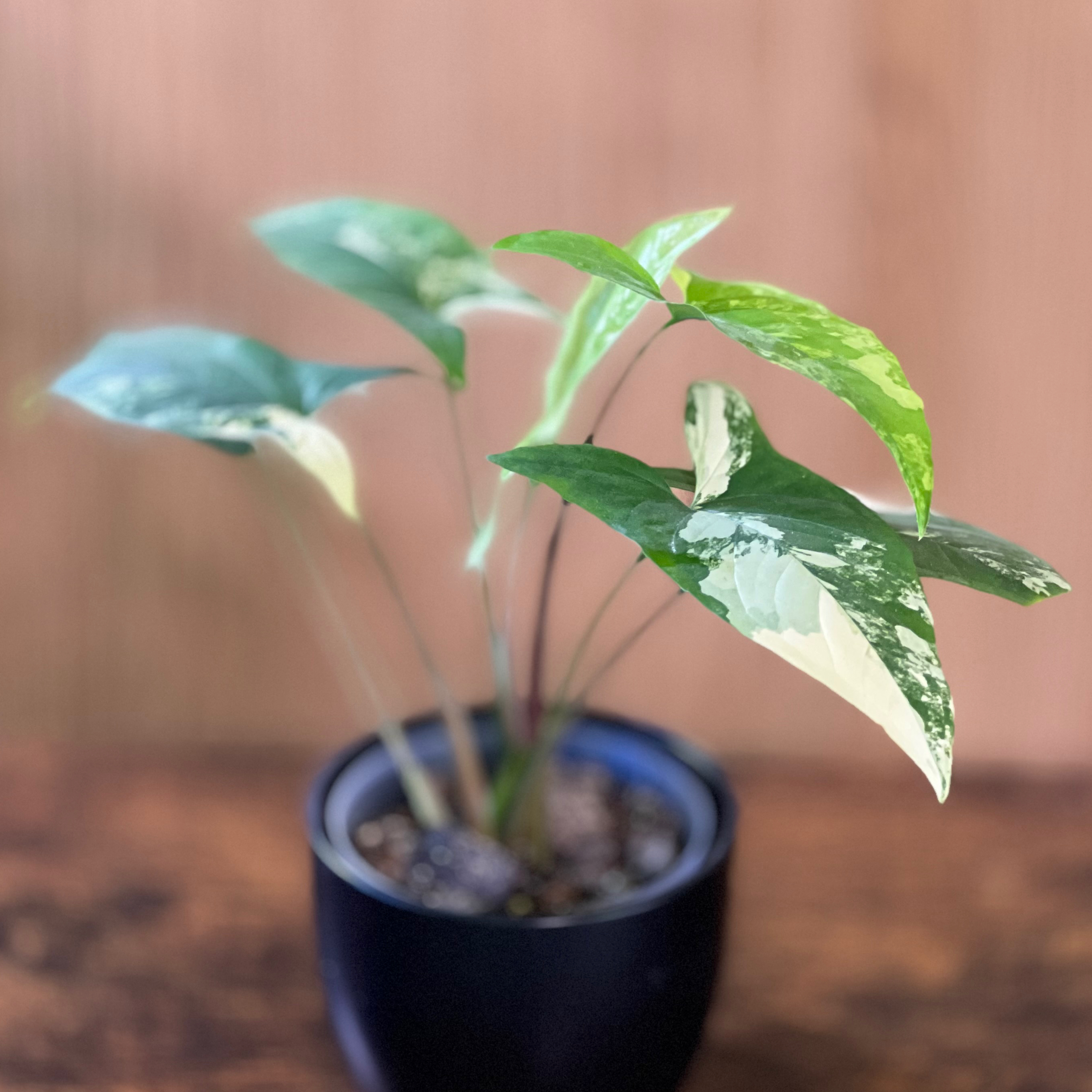 Syngonium aurea plant in a black pot with variegated green and white leaves.