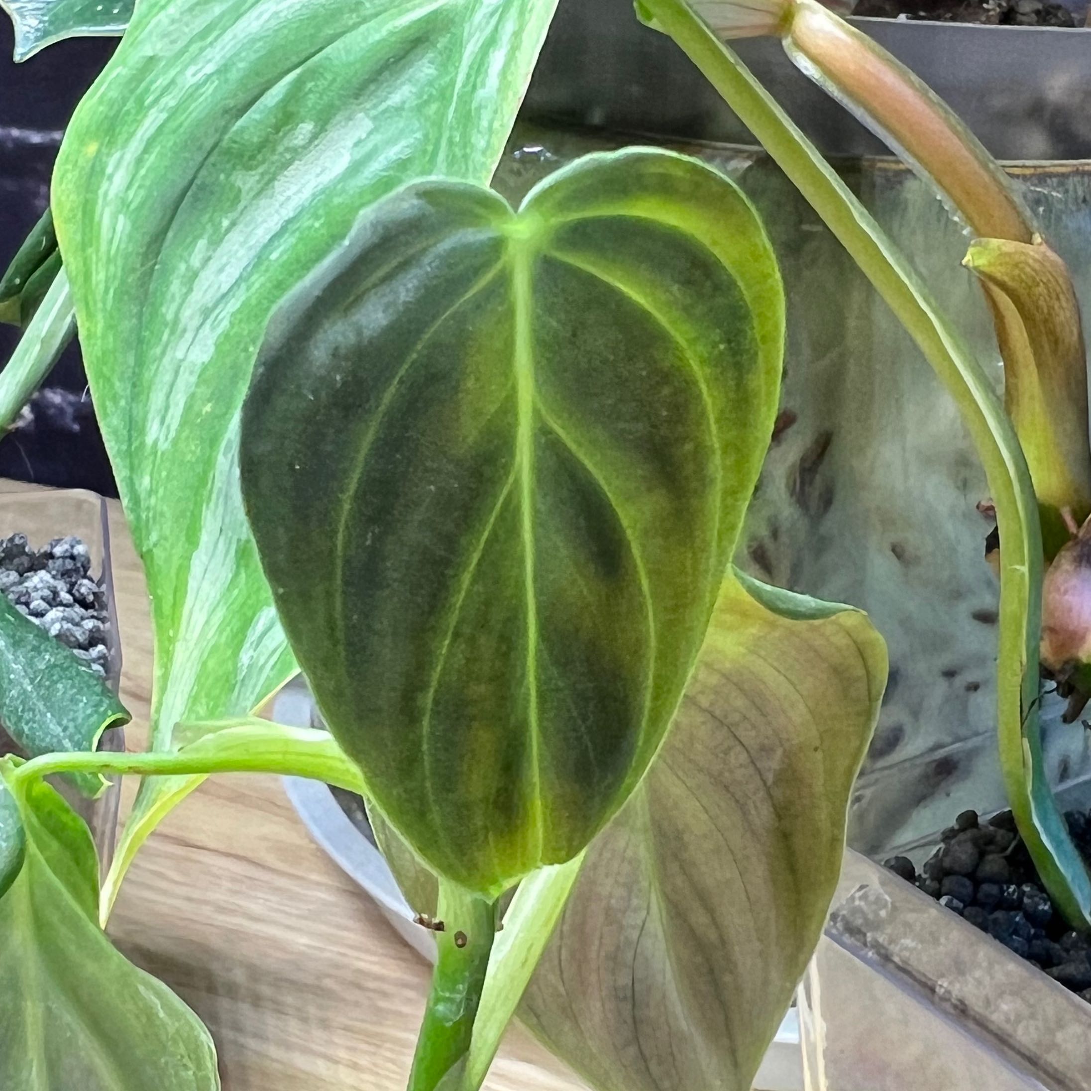 Philodendron Splendid plant with yellowing and browning leaves, well-framed and focused.