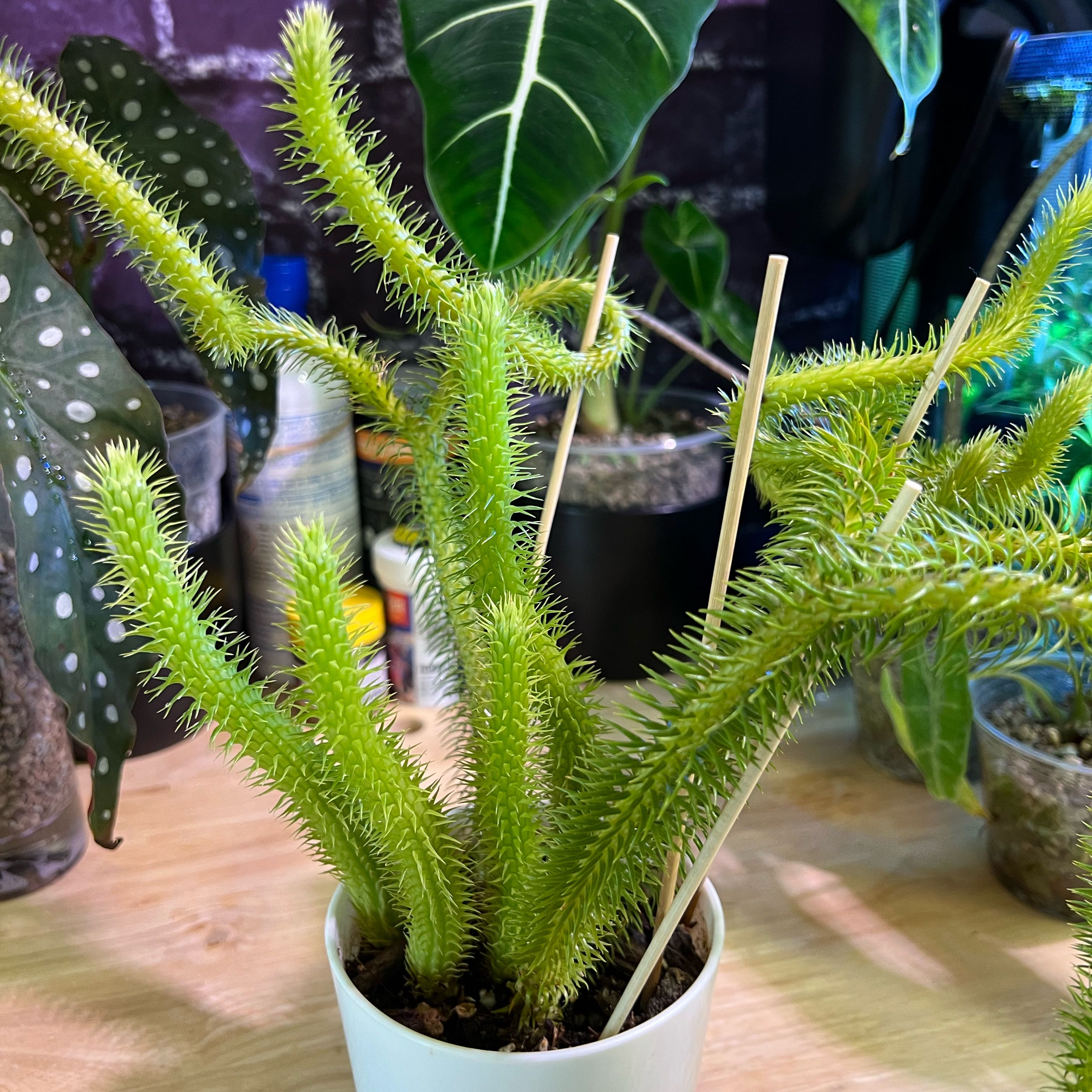 Photo of the plant species Rock Tassel Fern by @JinnysPlants named Huperzia Squarrosa on Greg, the plant care app