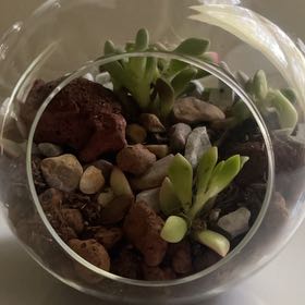 Photo of the plant species Anacampseros telephiastrum 'Burgundy' by @PioneerBeebalm named Walt on Greg, the plant care app