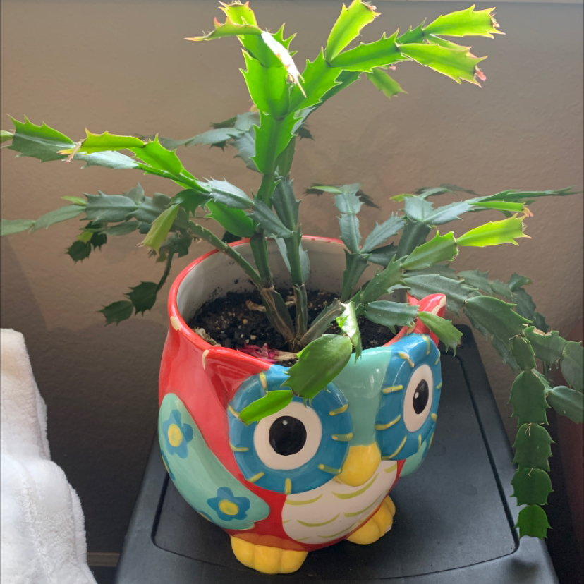 Photo of the plant species True Christmas Cactus by @katysimmons93 named Aristotle on Greg, the plant care app