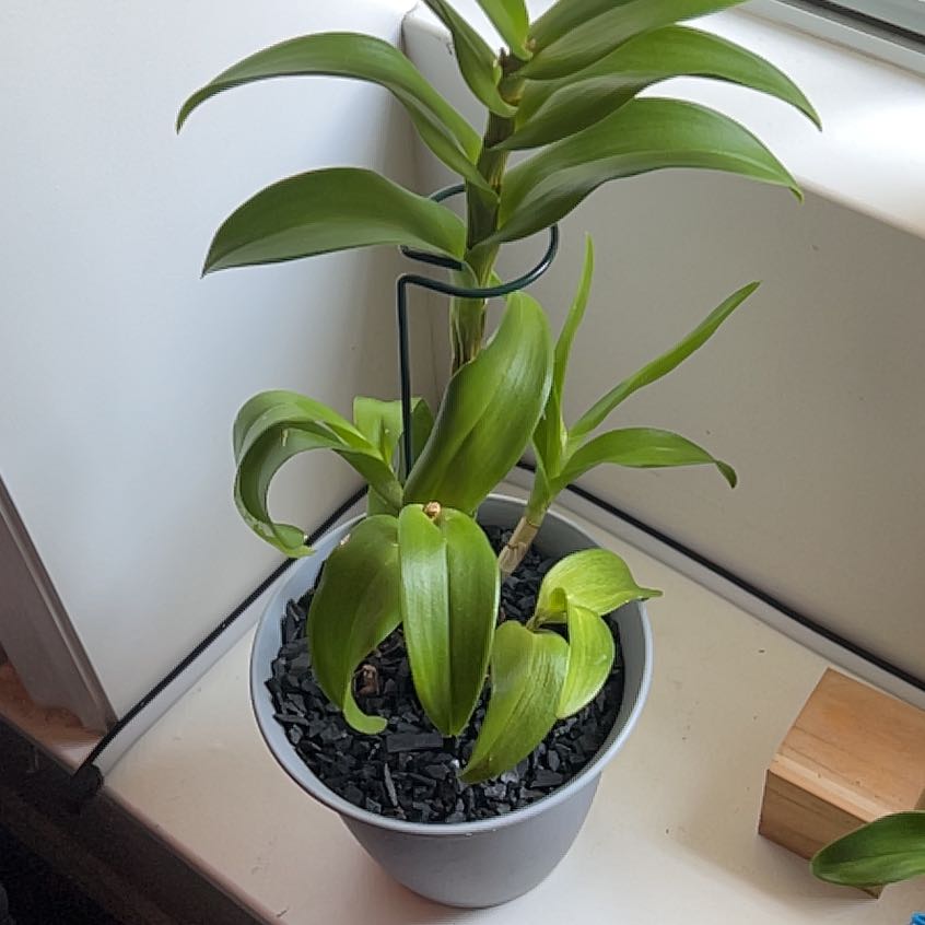 Potted Fire Star Orchid on a windowsill with some yellowing leaves.