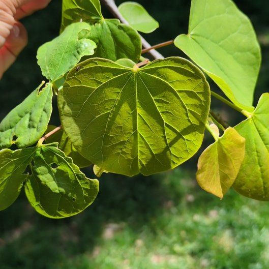 Photo of the plant species Mexican Redbud by @OpulentSilkyoak named Lavender on Greg, the plant care app